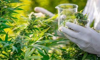 A është i lidhur përdorimi i kanabisit me kancerin