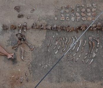 Zbulohet krokodili i madh sa një autobus