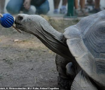 Breshkat nga Galapagos mbajnë mend detyrat deri në 10 vjet pas trajnimit