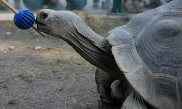 Breshkat nga Galapagos mbajnë mend detyrat deri në 10 vjet pas trajnimit