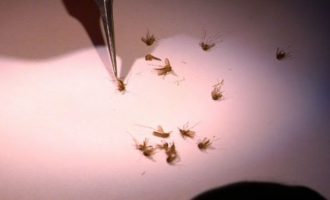 Gjysma e popullsisë së botës rrezikohet nga ky infeksion