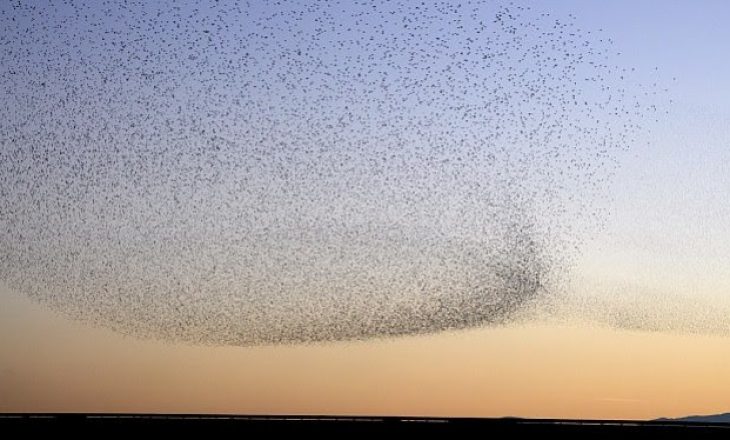 Ndryshimi i klimës ndikon në migrimin e hershëm të zogjve për të gjetur ushqim
