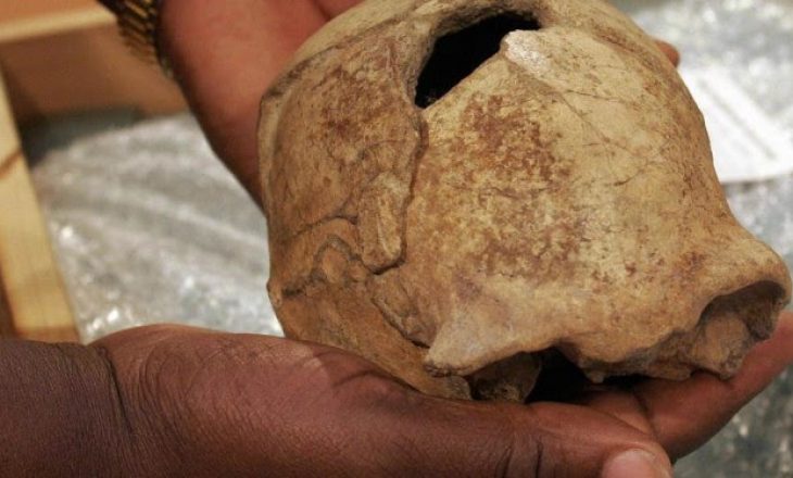 Zbulohet saktë kur u zhdukën paraardhësit e parë të largët të njeriut të sotëm