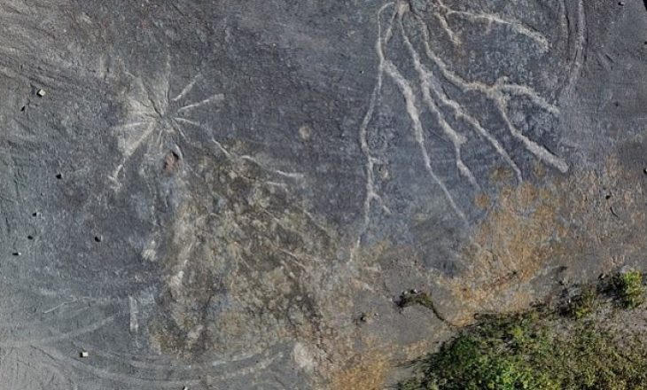 Pylli më i vjetër në botë nga ‘epoka e peshkut’ është zbuluar pranë Nju Jorkut