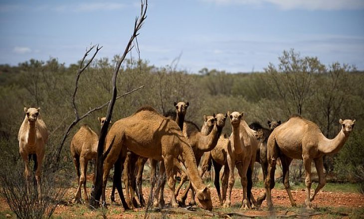 Vriten me snajper mbi 5 mijë deve në Australi, arsyeja shokuese