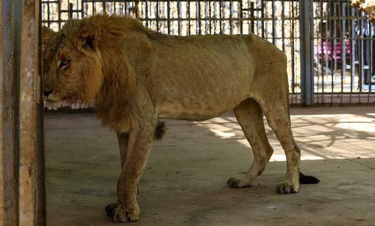 Pamje shokuese: Luanëve u dalin brinjët, shihni çfarë ndodh në kopshtin zoologjik