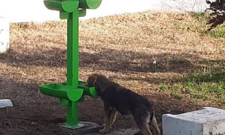 Komuna e Vushtrrisë miqësore me kafshët, ofron ushqim për qentë në rrugë