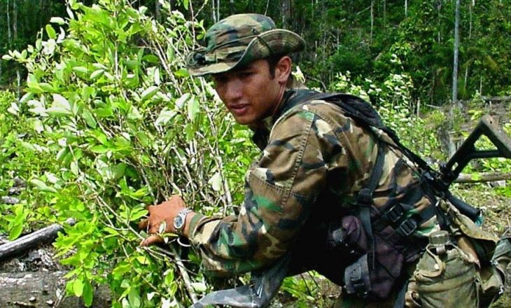 Kolumbia thyen rekordin, asgjëson 100 mijë hektarë bimë narkotike