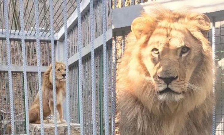 Gjykata vendos ta sekuestrojë luanin, shteti s’ka ku ta strehojë