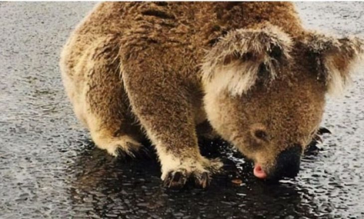 Fotografia që trishton botën: Koala pi ujë në rrugë
