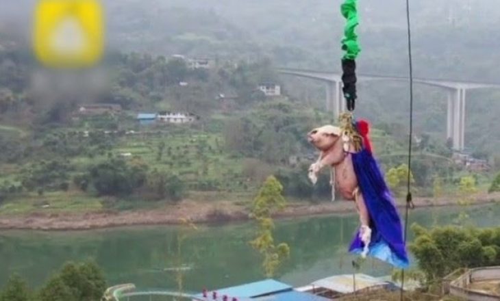 Pamje të rënda, kinezët e hedhin derrin nga 68 metra lartësi