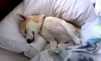 ​Zbulohet misteri: Çfarë ëndërrojnë qentë?