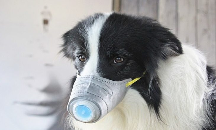 A mund të dallojnë qentë personat e prekur nga koronavirusi?
