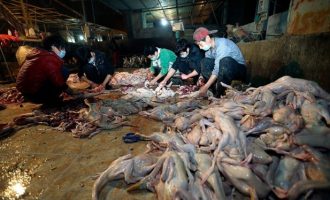 Analiza e koronavirusit – shfaqet një mister që kërkon reagim urgjent