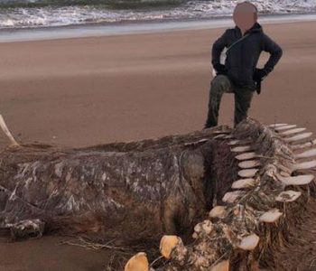 Skeleti i kafshës misterioze gjendet në bregdet: A është ky përbindëshi Loh Ness