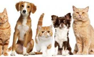 A e bartin kafshët sëmundjen e shkaktuar nga virusi COVID-19 tek njeriu?