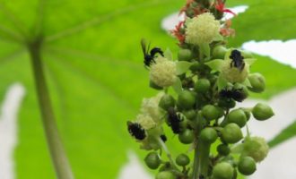 Kjo është bima më helmuese në botë