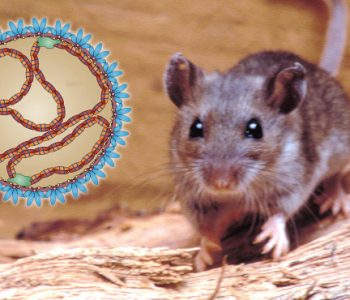 Paniku nga Hantavirusi, ekspertët tregojnë çfarë nuk duhet konsumuar