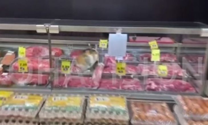 Macja sorollatet tek frizat e mishit në një market në Prishtinë