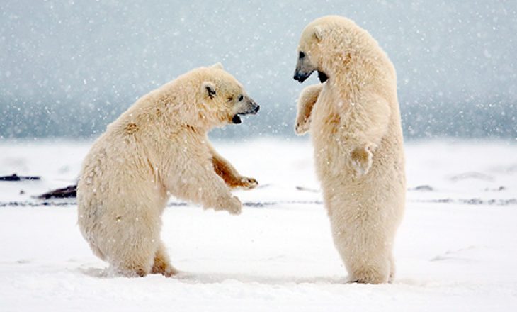 ​Arinjtë polarë kanë nisur të hanë njëri-tjetrin