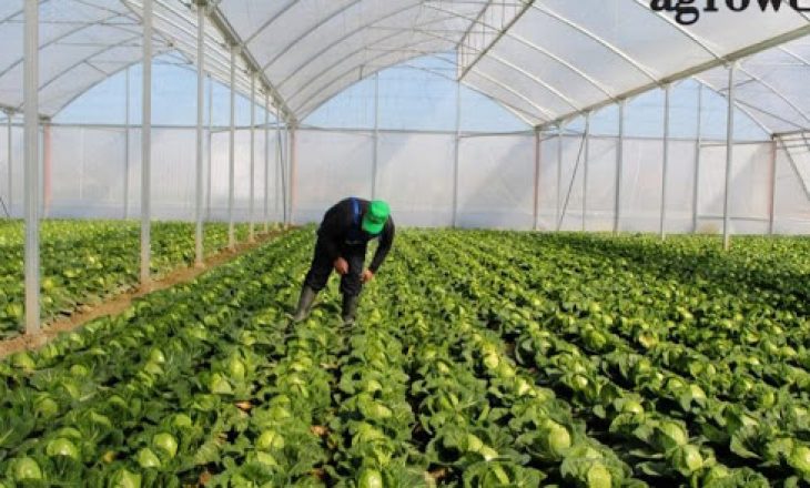 ​Shtyhet afati për leje dhe licenca në bujqësi dhe pylltari