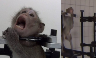 300 milionë kafshë mbyten në testime laboratorike