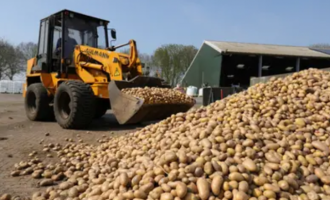 Belgjika u bën thirrje popullatës që të hanë më shumë patate – sepse nuk po kanë ku t’i shesin