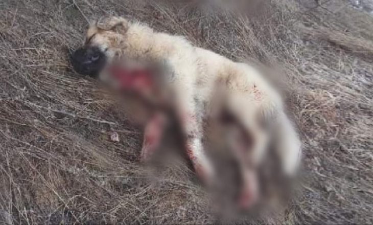 Gjahtarët nga Shqipëria futën ilegalishtë në Kosovë dhe vrasin kafshët në Restelicë të Dragashit