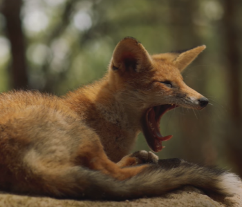 Këtë dokumentar fantastik për jetën e egër në Kosovë dhe në Shqipëri duhet ta shikoni patjetër