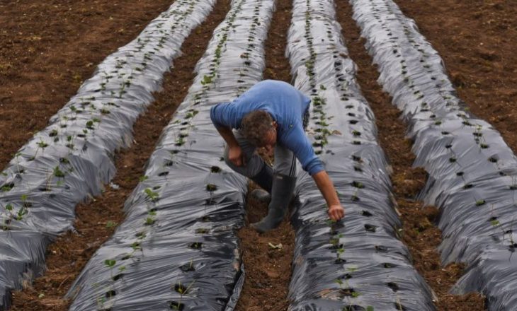 Pandemia e COVID-19 po dëmton bujqit e Krushës së Madhe