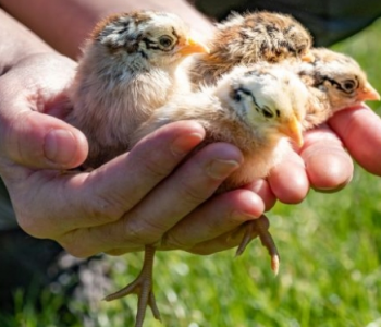 Çfarë janë sëmundjet zoonotike dhe pse ato po përhapen gjithnjë e më shumë te njerëzit?