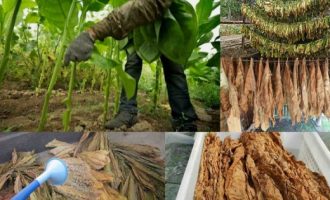 Zbulohet ilaçi nga bima e duhanit për të luftuar COVID 19