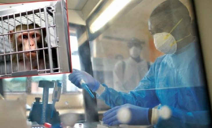 Shkencëtarët: Vaksina kundër koronavirusit jep rezultate premtuese tek majmunët