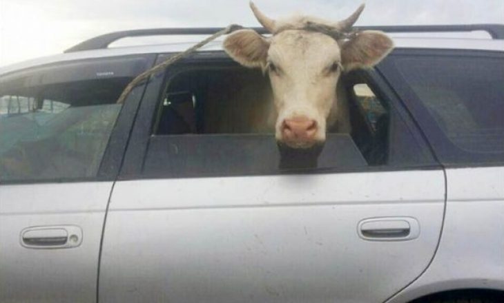 Fushë Kosovë – Hajnat tentojnë që lopën e vjedhur ta marrin me veturë