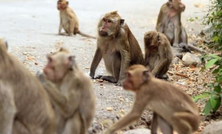 Tufa majmunësh të uritur bastisin zyrat e braktisura prej koronavirusit