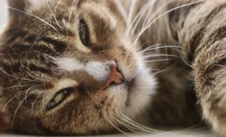 Sipas studimit kinez, macet mund të preken nga Covid-19