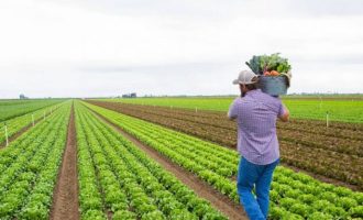 Ankohen fermerët: Prodhimtaria bujqësore është duke falimentuar