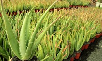 Si të përdorni lëngun e aloe verës kundër diabetit