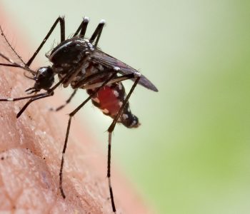 A rrezikohemi nga infektimi me coronavirus përmes mushkonjave?