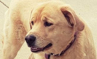 Qeni i humbur gjendet në shtëpinë e vjetër të familjes më shumë se 80 km larg