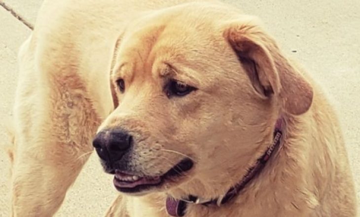 Qeni i humbur gjendet në shtëpinë e vjetër të familjes më shumë se 80 km larg