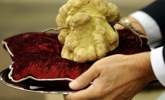 4 mijë dollarë për kilogram: Pse kjo kërpudhë tartuf kushton kaq shumë?