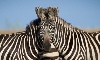 Njerëzit kanë rënë në hall – Cila zebër po shikon drejt kamerës?