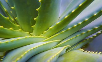 8 mënyra se si mund të përdoret bima Aloe Vera