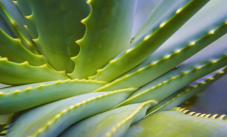 8 mënyra se si mund të përdoret bima Aloe Vera