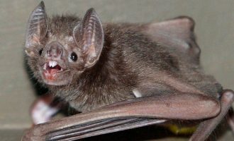 “Covid-19 ka ekzistuar te lakuriqët e natës që 70 vjet”