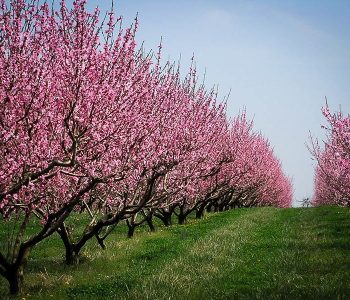 Ky frut veror ndihmon në forcimin e sistemit tuaj imunitar