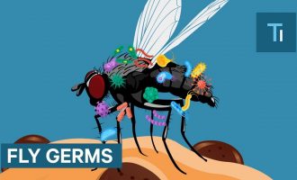 Çfarë ndodh nëse një mizë prek ushqimin tuaj?