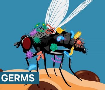 Çfarë ndodh nëse një mizë prek ushqimin tuaj?