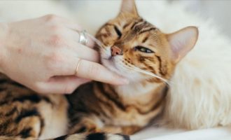 Konfirmohet rasti i parë i një maceje të infektuar me Covid-19